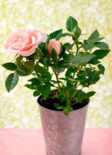 Pink indoor rose plant